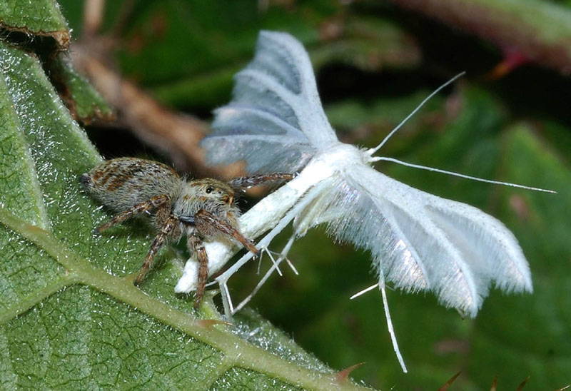 Predatori di farfalle